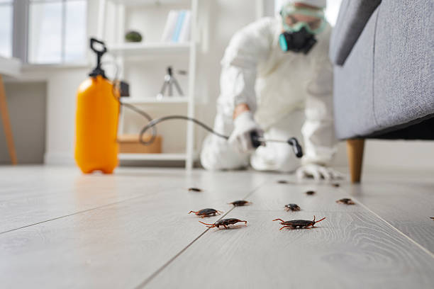 Commercial Rodent Management in Gridley